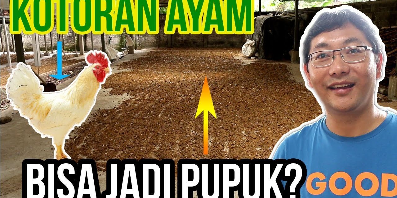 Pupuk Kandang Dari Kotoran Ayam: Tutorial Bagi Pemula