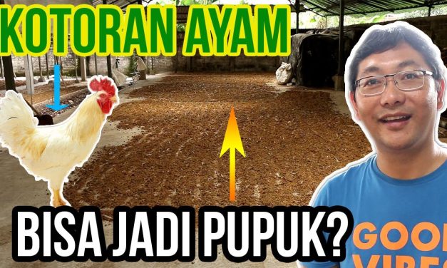 Pupuk Kandang Dari Kotoran Ayam: Tutorial Bagi Pemula