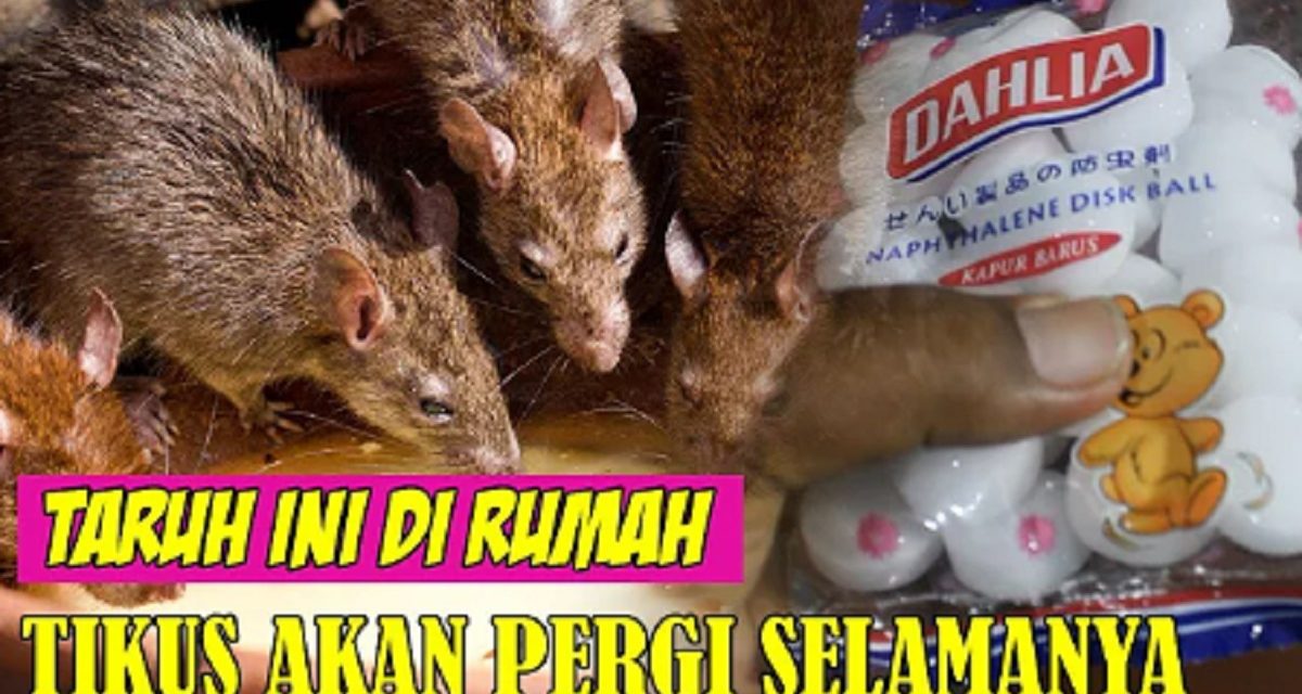 Tikus Kabur Seketika! Begini Cara Mengusirnya Pakai Kapur Barus