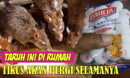 Tikus Kabur Seketika! Begini Cara Mengusirnya Pakai Kapur Barus