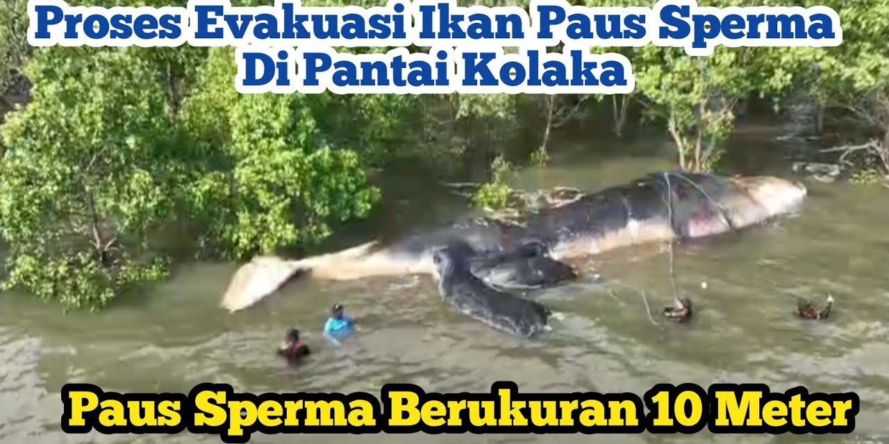 Pantai Kolaka Evakuasi Bangkai Paus Sperma, Cegah Bau Busuk