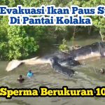 Pantai Kolaka Evakuasi Bangkai Paus Sperma, Cegah Bau Busuk