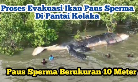 Pantai Kolaka Evakuasi Bangkai Paus Sperma, Cegah Bau Busuk