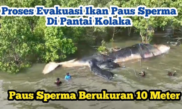 Pantai Kolaka Evakuasi Bangkai Paus Sperma, Cegah Bau Busuk