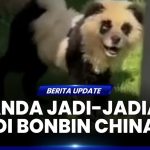 Kebun Binatang Di China Pakai Video Lama Demi Donasi