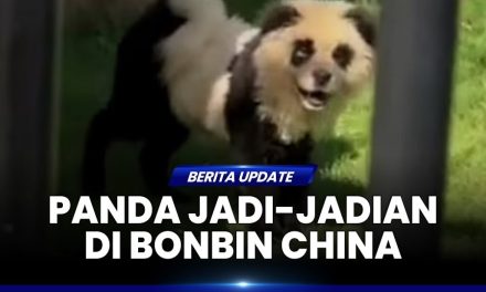 Kebun Binatang Di China Pakai Video Lama Demi Donasi