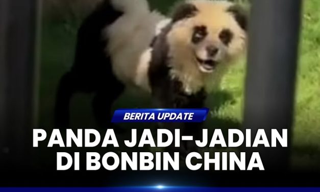 Kebun Binatang Di China Pakai Video Lama Demi Donasi