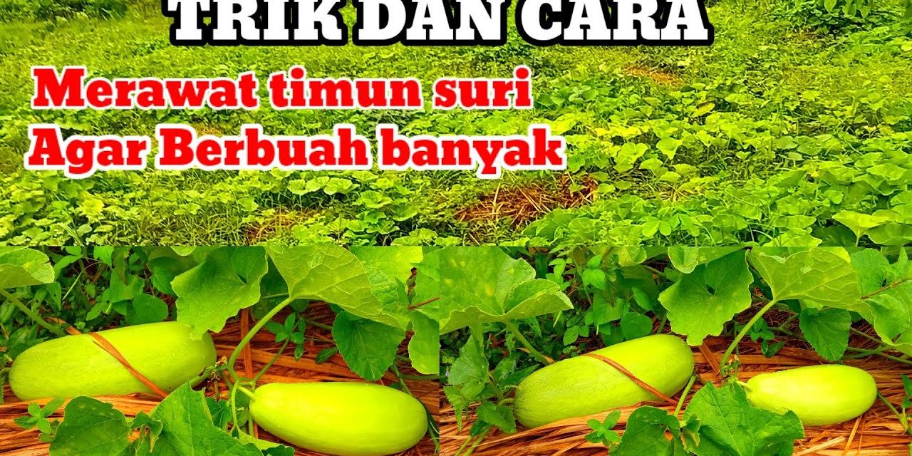 Timun Suri Cepat Panen: 7 Cara Agar Matang Sempurna
