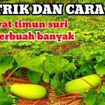 Timun Suri Cepat Panen: 7 Cara Agar Matang Sempurna