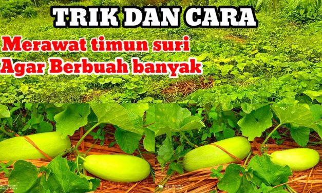 Timun Suri Cepat Panen: 7 Cara Agar Matang Sempurna