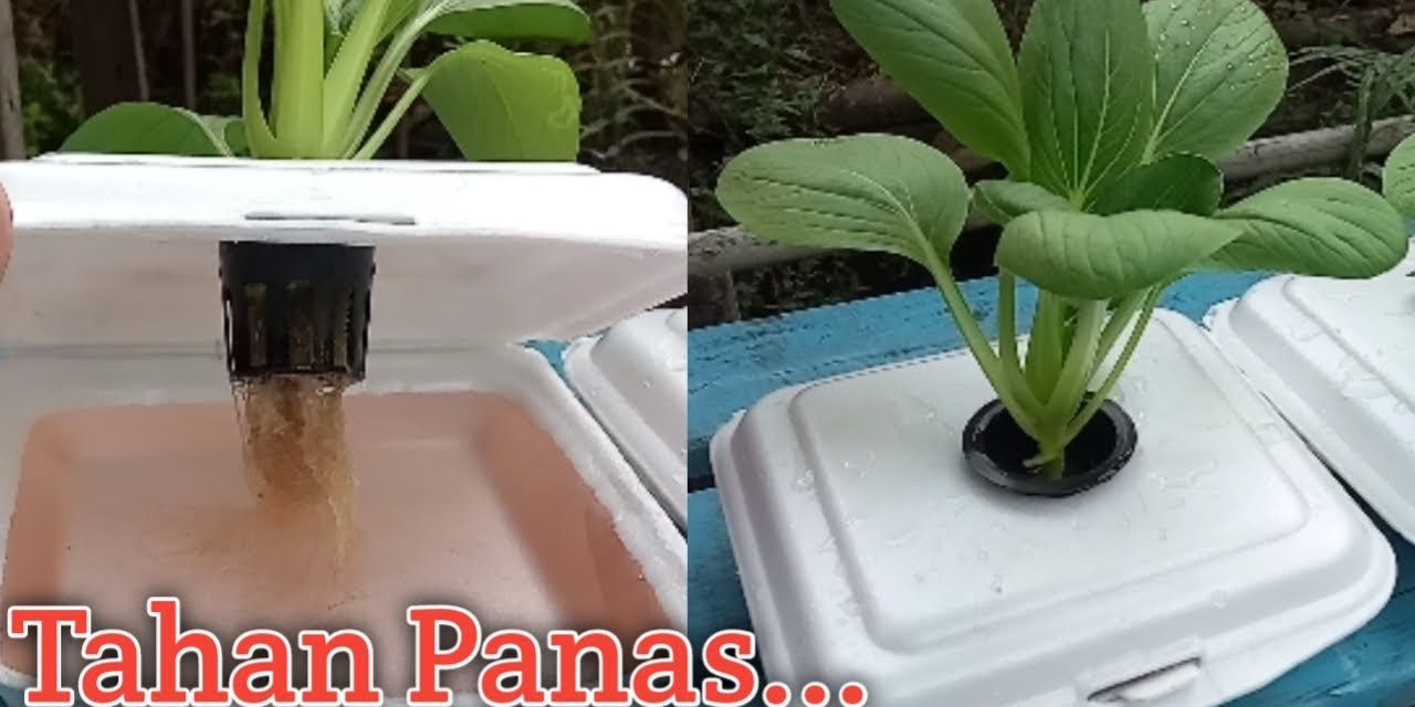 Pemula Wajib Tahu! Budidaya Pakcoy Di Tanah Atau Hidroponik?