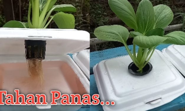 Pemula Wajib Tahu! Budidaya Pakcoy Di Tanah Atau Hidroponik?