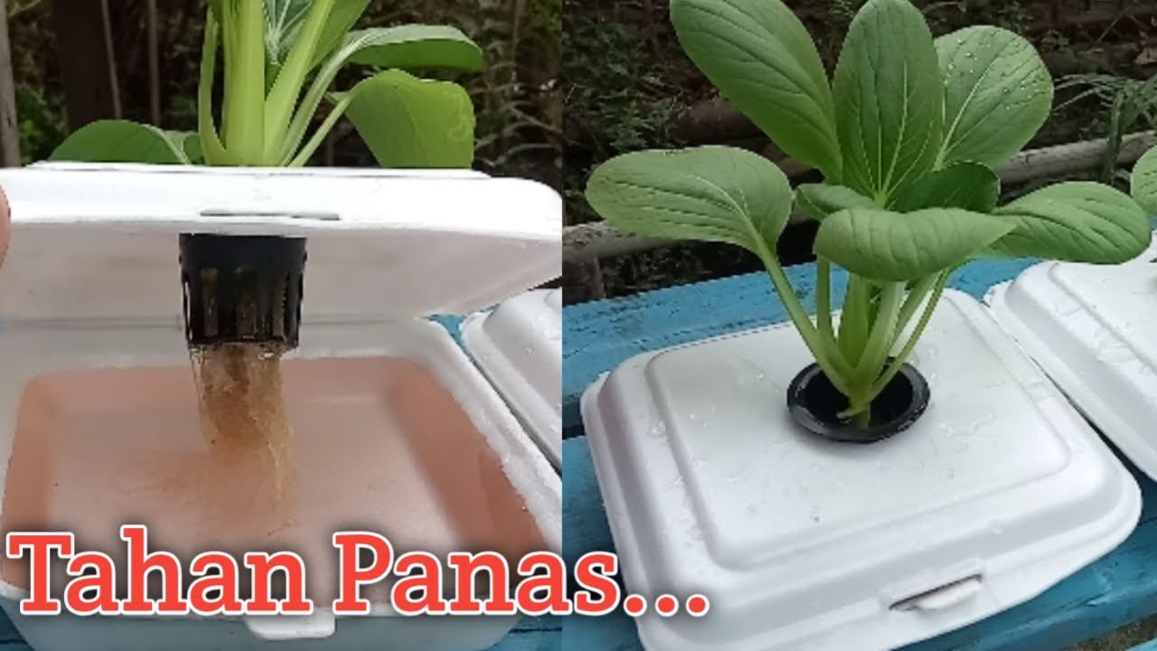 Pemula Wajib Tahu
