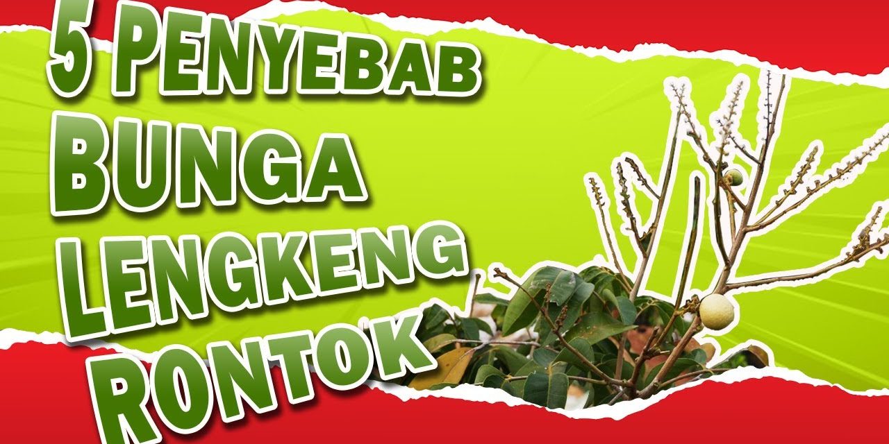 Petani Wajib Tahu, Ini Alasan Bunga Kelengkeng Gagal Jadi Buah