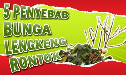 Petani Wajib Tahu, Ini Alasan Bunga Kelengkeng Gagal Jadi Buah