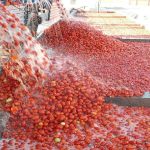 Tak Sekadar Pelengkap, Inilah Alasan Saus Tomat Begitu Penting