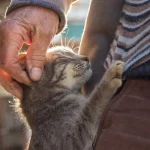 Kucing Bisa Mengalami Alergi Terhadap Manusia, Ini Kata Dokter