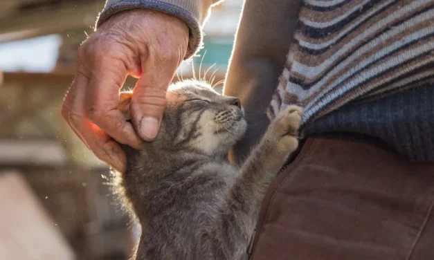 Kucing Bisa Mengalami Alergi Terhadap Manusia, Ini Kata Dokter