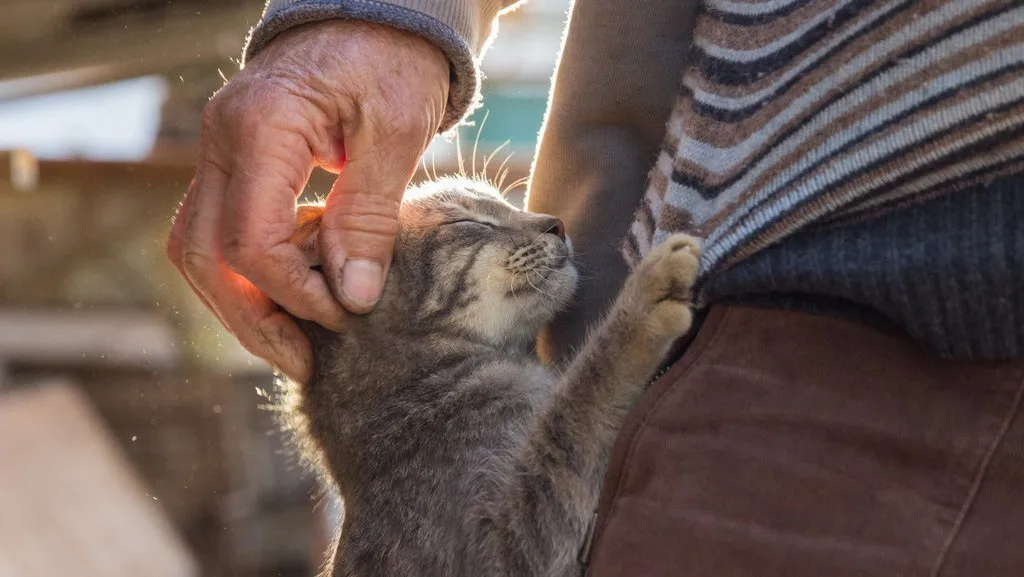 Kucing Bisa Mengalami Alergi Terhadap Manusia, Ini Kata Dokter